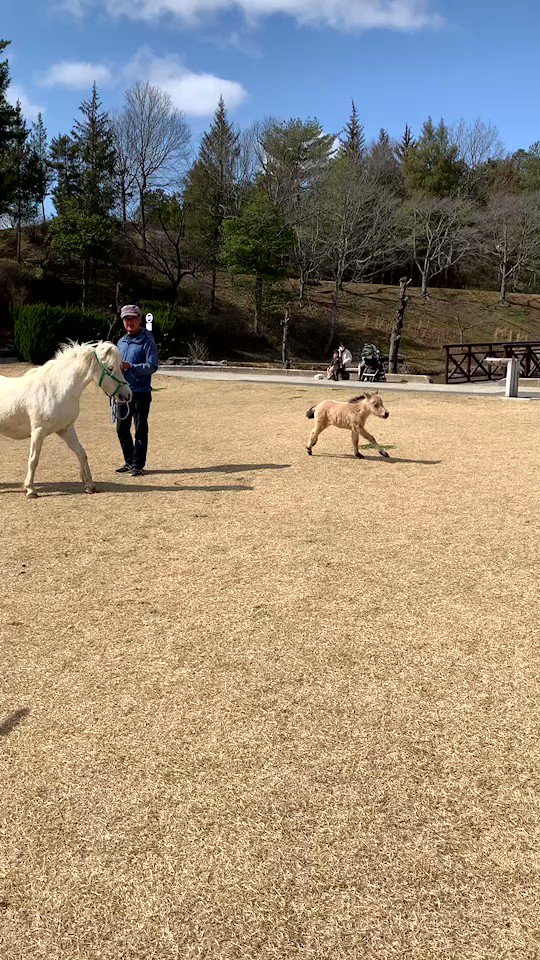 2歳になったフィービー(ひよりちゃん)のエケチャン時代の尊すぎる走り、
再度リツイート！ 
