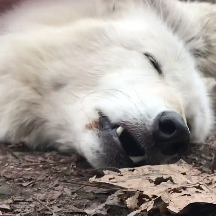 RT @nywolforg: When you start your day with decaf. https://t.co/hs10SJaLBJ