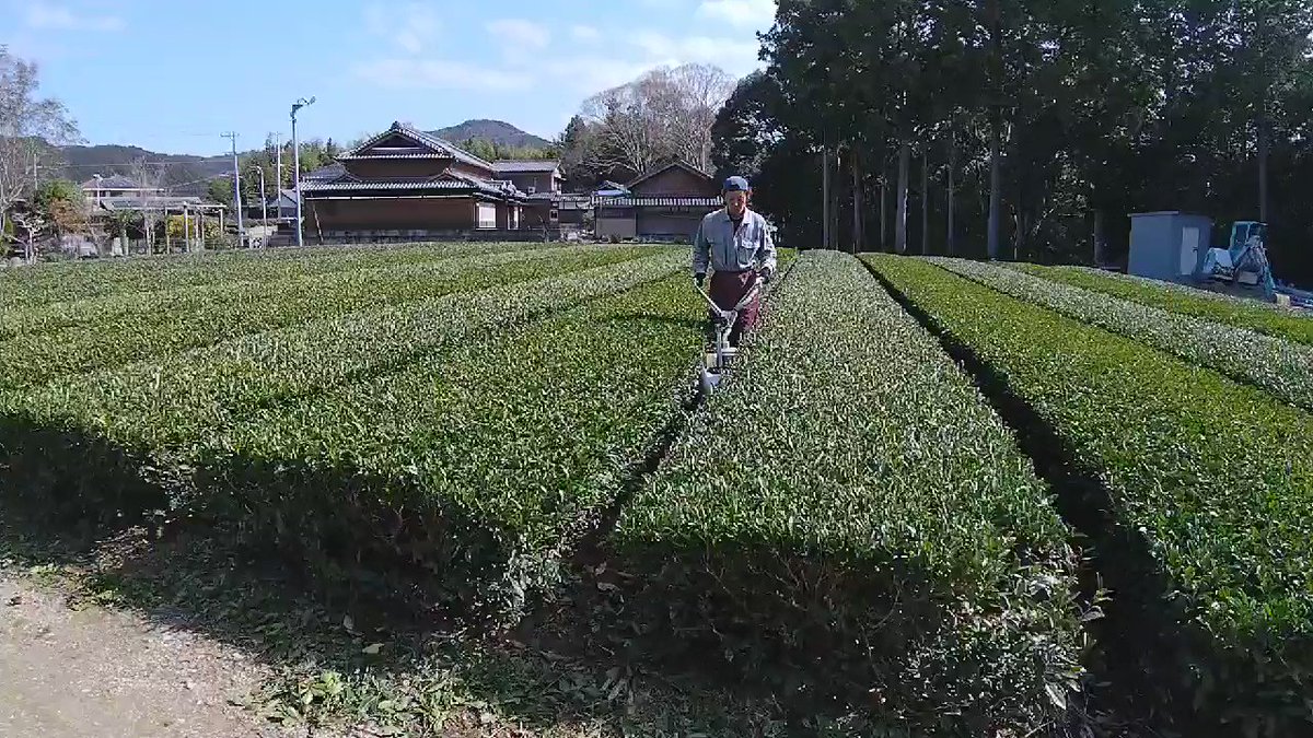 お茶農家さん必見！茶園カルチ！