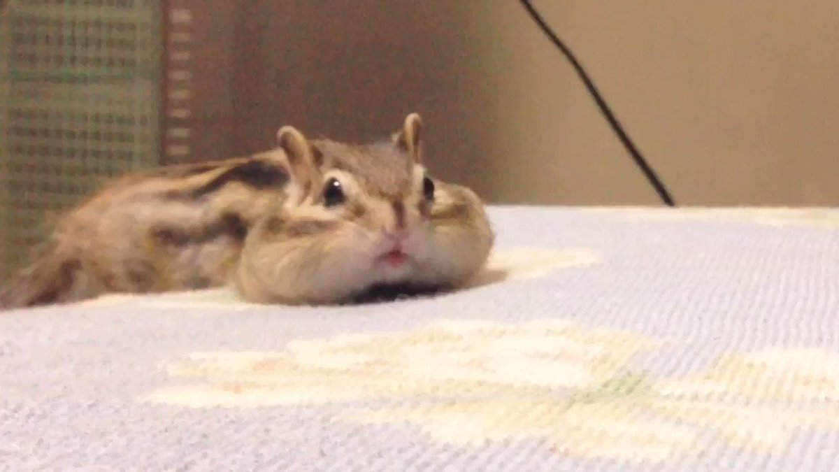シマリスのソフィー🐿Sophie,Bikke&Tod on X: 