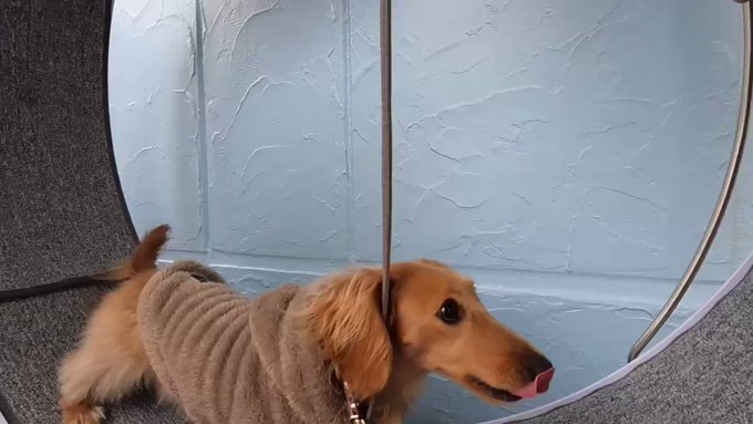 犬好きさんと繋がりたい の評価や評判 感想など みんなの反応を1時間ごとにまとめて紹介 ついラン 犬好きさんと繋がりたい の評価や評判 感想など みんなの反応を1時間ごとにまとめて紹介 ついラン