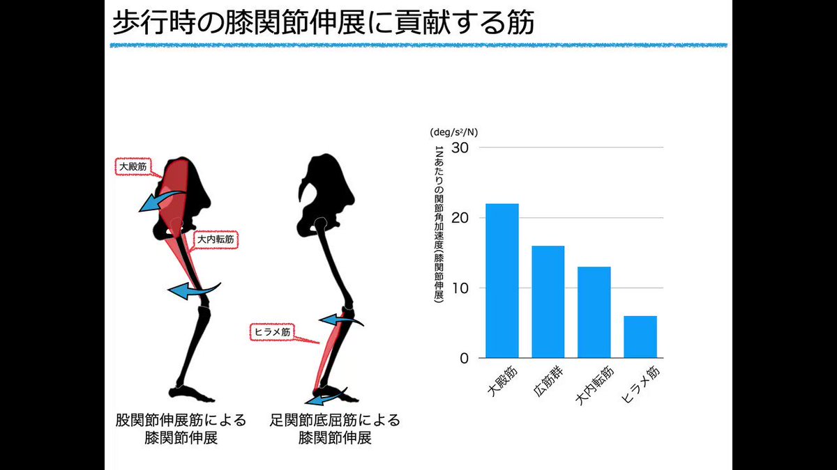 歩行 大殿 筋 下肢筋の機能解剖と歩行