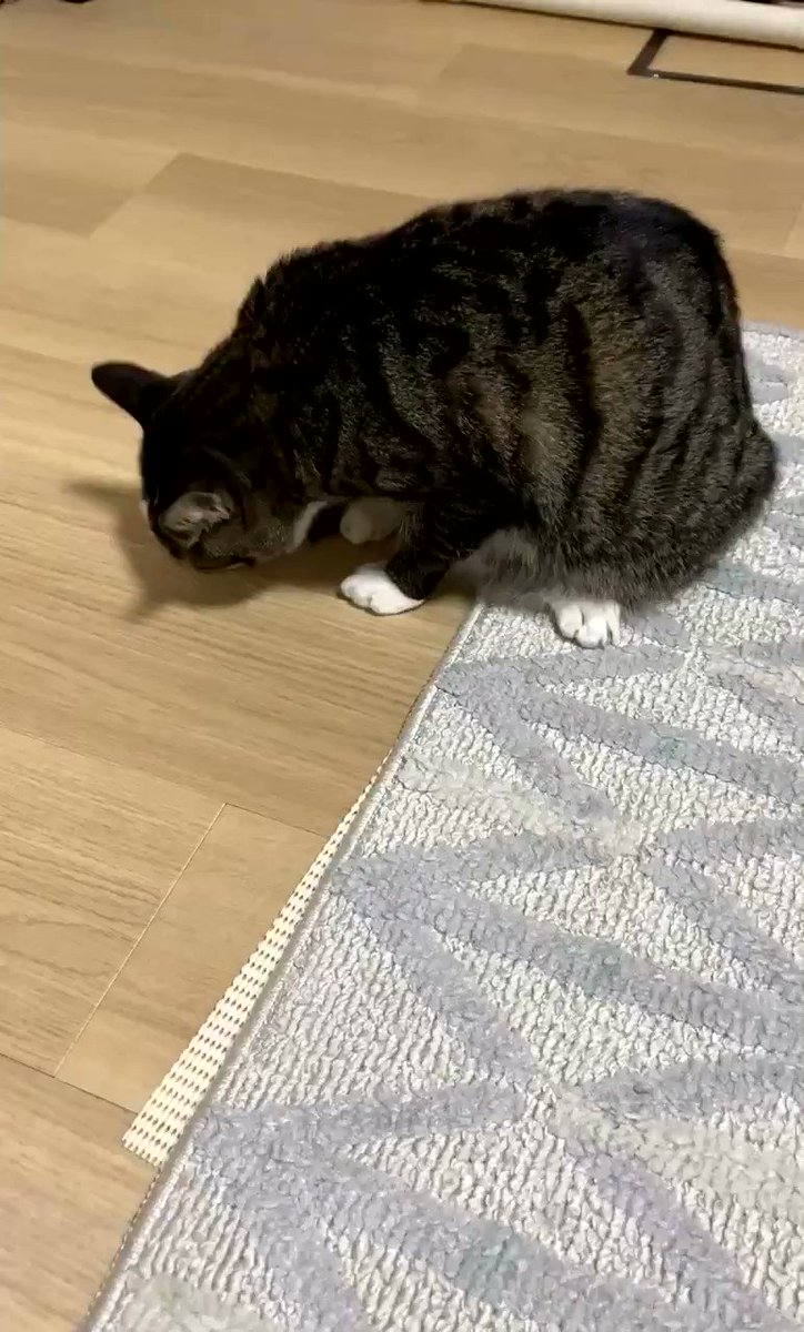 自分のしっぽを見失ってあたふたする猫 一生懸命に追いかける姿が面白い 話題の画像プラス 自分のしっぽを見失ってあたふたする猫 一生懸命に追いかける姿が面白い 話題の画像プラス