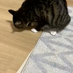 自分のしっぽを見失ってあたふたする猫!一生懸命に追いかける姿が面白い