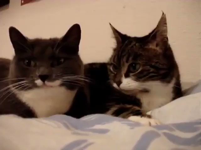 Marty Mcfly على تويتر Mon Chat Roucoule H24 Je Sais Enfin Pourquoi Marty Mcfly على تويتر Mon Chat Roucoule H24 Je Sais Enfin Pourquoi