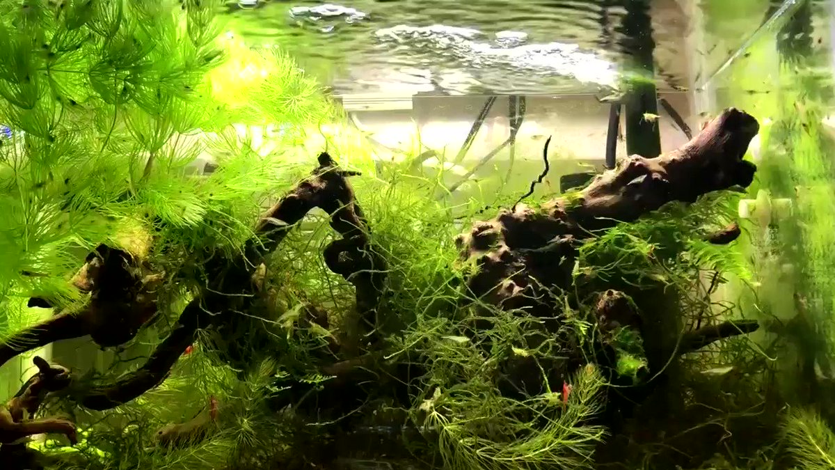 ミナミヌマエビを飼う 水槽の立ち上げから紹介 Eizan S Pet Life