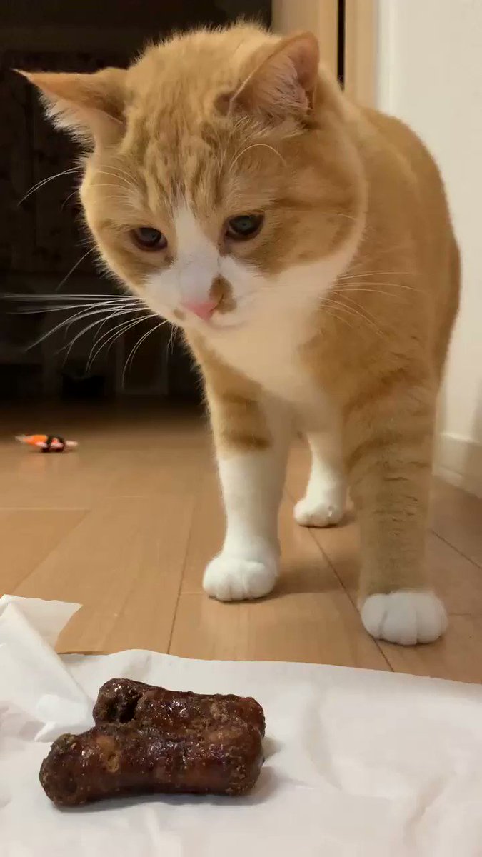 猫もドン引きするんだ 困ってるのがかわいい かりんとう を見た猫ちゃんの戸惑う表情が面白い ねとらぼ