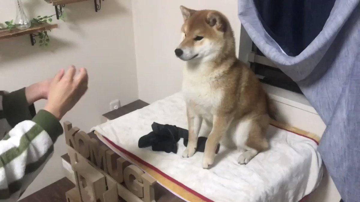 手品にすごく感動する柴犬！リアクションが人間みたいでかわいい！！
