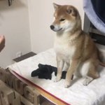 手品にすごく感動する柴犬!リアクションが人間みたいでかわいい!