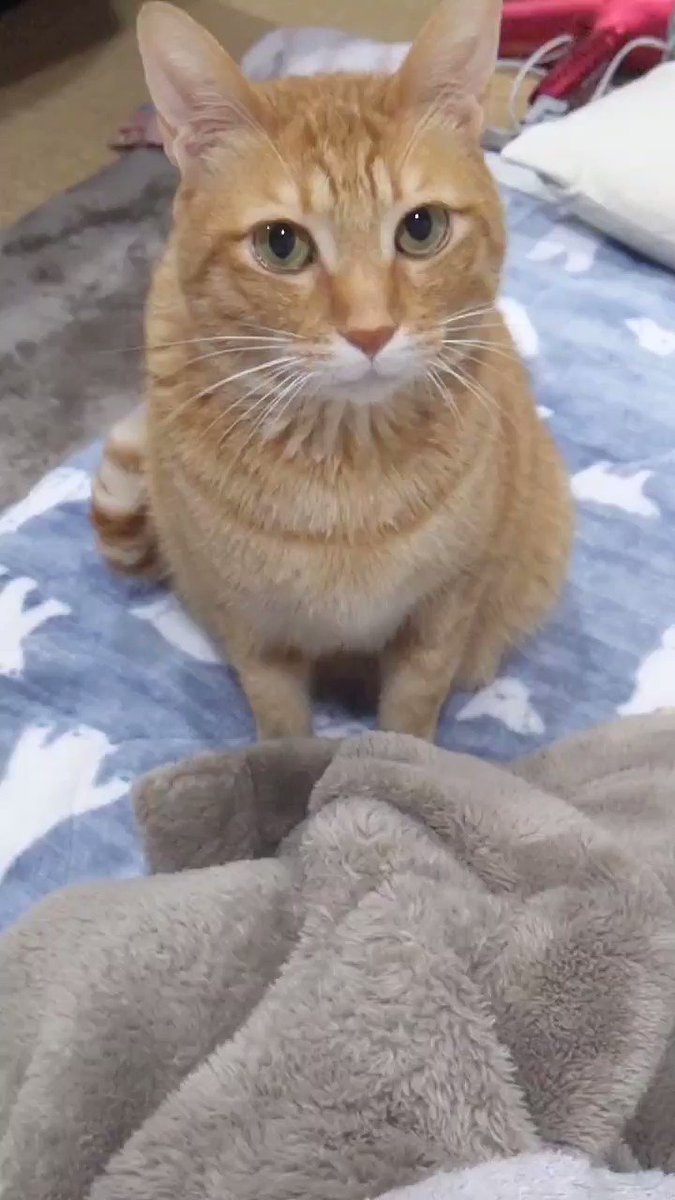 添い寝代を要求する猫？！座りなおすところも最高にかわいい