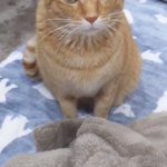 添い寝代を要求する猫？!座りなおすところも最高にかわいい