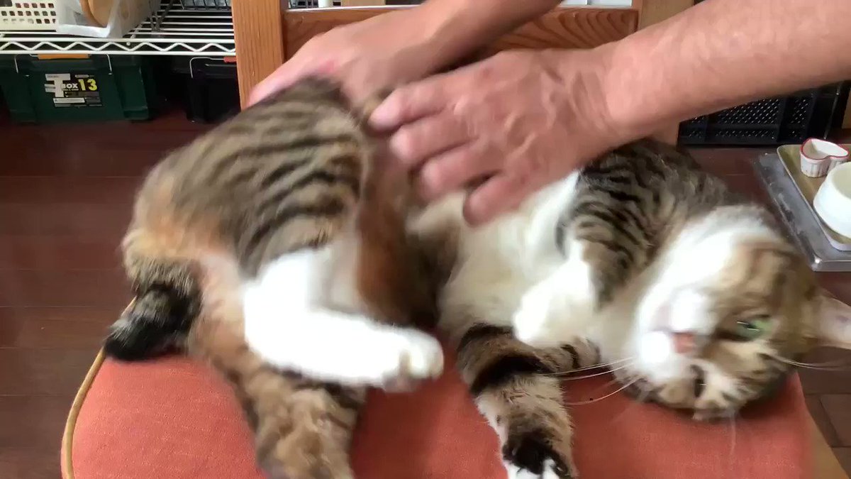 動じなさがたまりません まるでパン生地 猫をよく揉むとねばりけのある猫になります Togetter