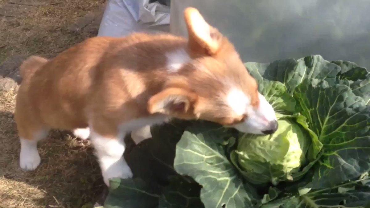 野菜をおいしそうに食べるわんちゃん！シャキシャキ感がたまらないのかな