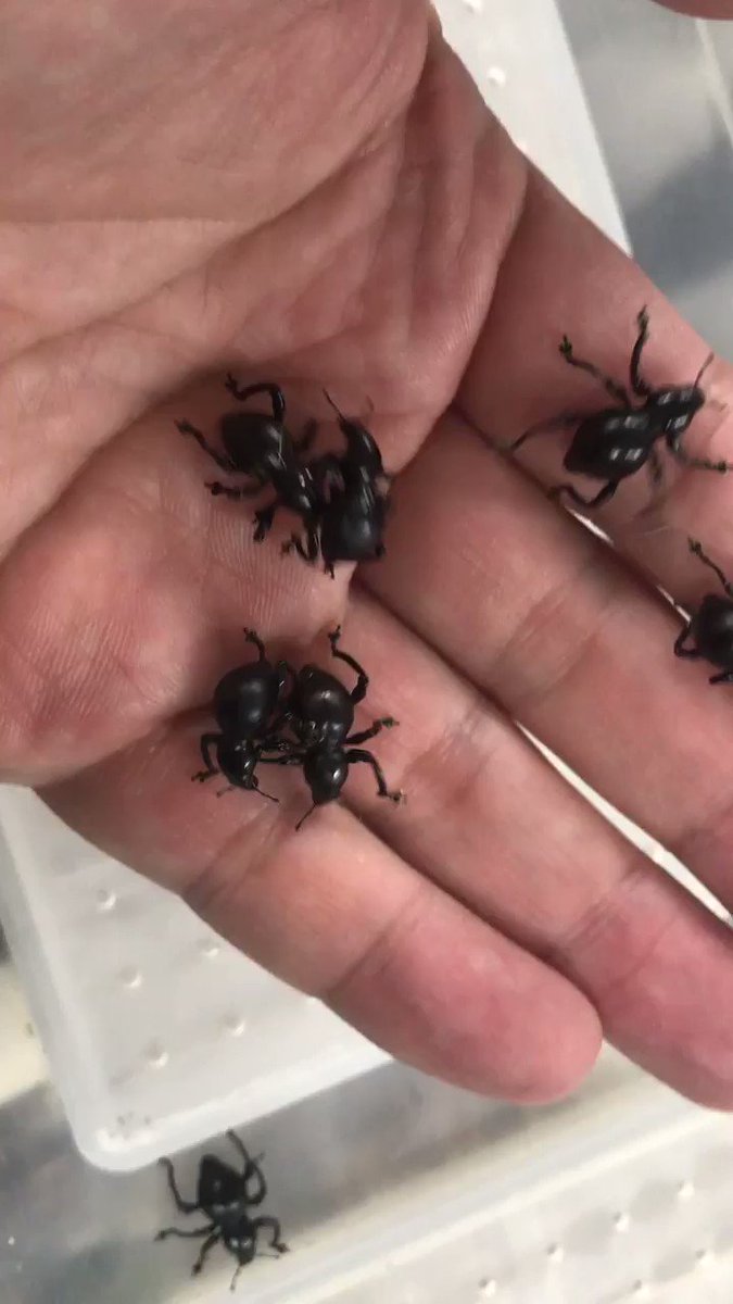 新種　極美　カタゾウムシ 新種 極美 カタゾウムシ 新種 極美 カタゾウムシ 最先端技術で