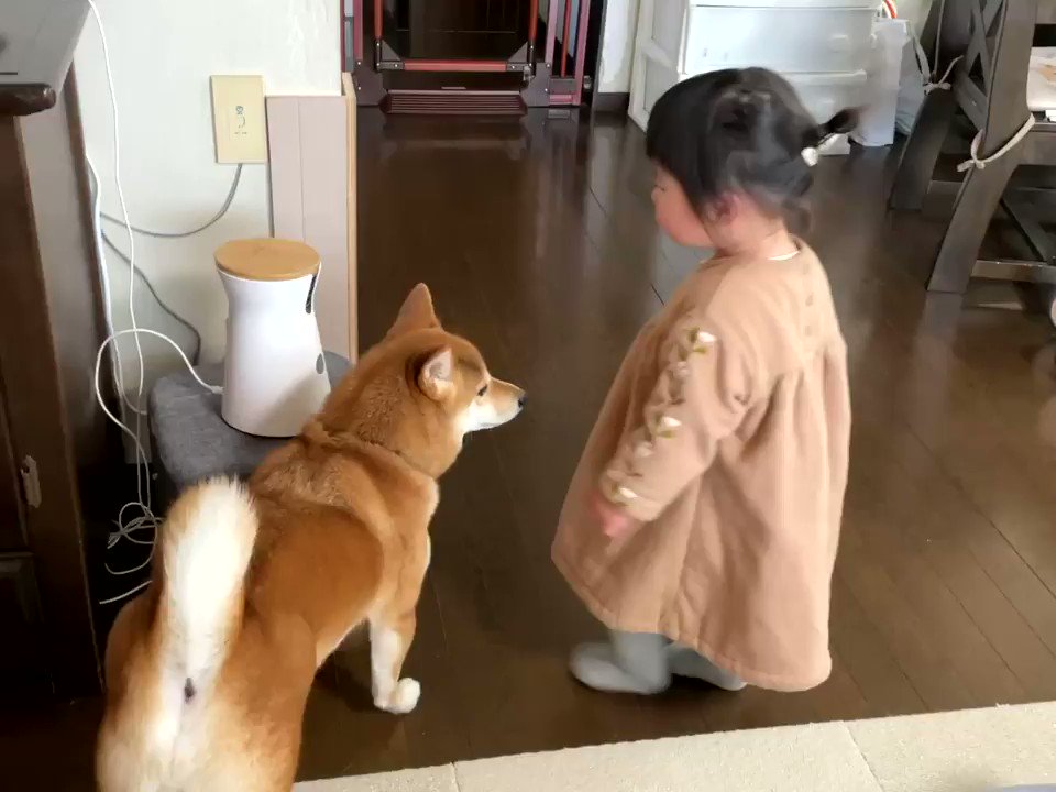 突然ドッグカメラからママが話しかけてきてちょっぴり困惑気味の柴犬