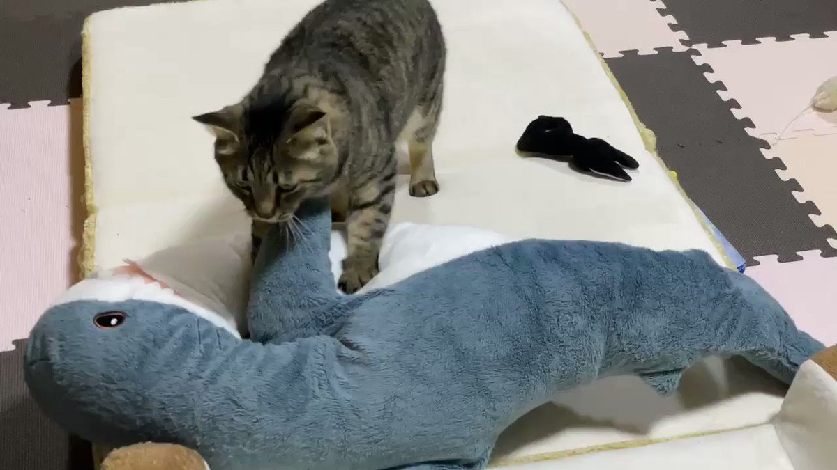 かまぼこの作り方 サメこねこね職人 猫 の朝は早い 世界一ゆるい実写映像 Togetter