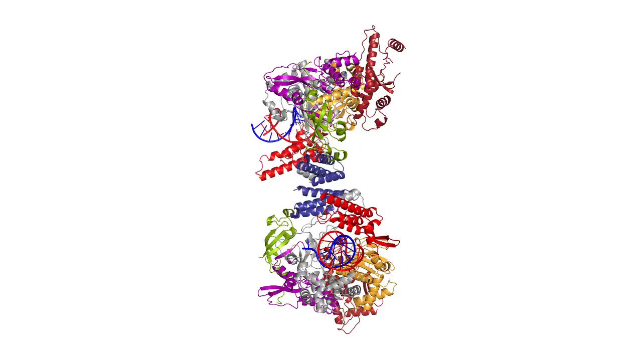 Patrick Cramer Laboratory The Polymerase Of Coronavirus Sarscov2 Can Adopt An Alternative Structure An Antiparallel Dimer With Only One Nsp8 That May Bind Only One Nsp13 We Speculate The Dimer