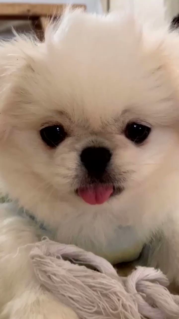 𝐿𝑂𝑉𝐸𝑌𝑂𝑈 スマホを謎の敵と思い一生懸命ﾊﾞｳﾊﾞｳしてた子犬ムーチョ T Co Lictpcwibd Twitter