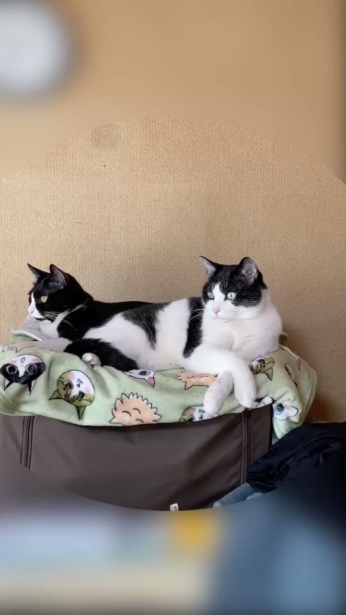猫 くるみ 最新情報まとめ みんなの評価 レビューが見れる ナウティスモーション