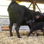母牛がパニックで自らの子牛を蹴り飛ばしたせいで子牛が乳を飲めなくなるから人間が助ける技術 脚持ち哺乳法 という話 Togetter 母牛がパニックで自らの子牛を蹴り飛ばしたせいで子牛が乳を飲めなくなるから人間が助ける技術 脚持ち哺乳法 という話 Togetter