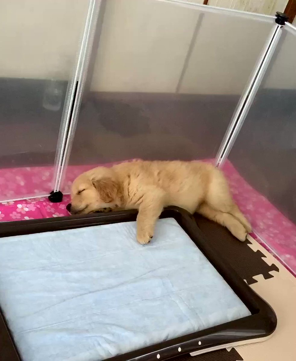 寝ている子犬が痙攣 心配した飼い主さんが動物病院に動画を見せたときの回答にみんなほっこり Togetter