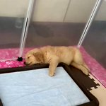 テレビの前に置いていたおばあちゃんの入れ歯がなくなってしまったので家族総出で1時間捜索 しかしそこに 笑顔 で参加していた犬に違和感を覚え Togetter テレビの前に置いていたおばあちゃんの入れ歯がなくなってしまったので家族総出で1時間捜索 しかしそこに 笑顔 で参加していた犬に違和感を覚え Togetter