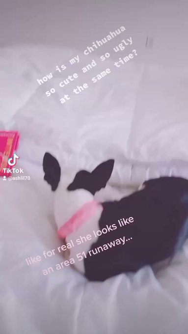 #TikTok #dogsoftwitter https://t.co/anDeLW3BoA<a href="/tag/tiktok"class="tags">#TikTok</a><a href="/tag/dogsoftwitter"class="tags">#dogsoftwitter</a>