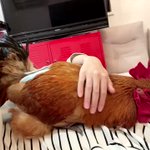 甘えん坊のコッコちゃん!愛すればにわとりだってその愛情にこたえてくれる