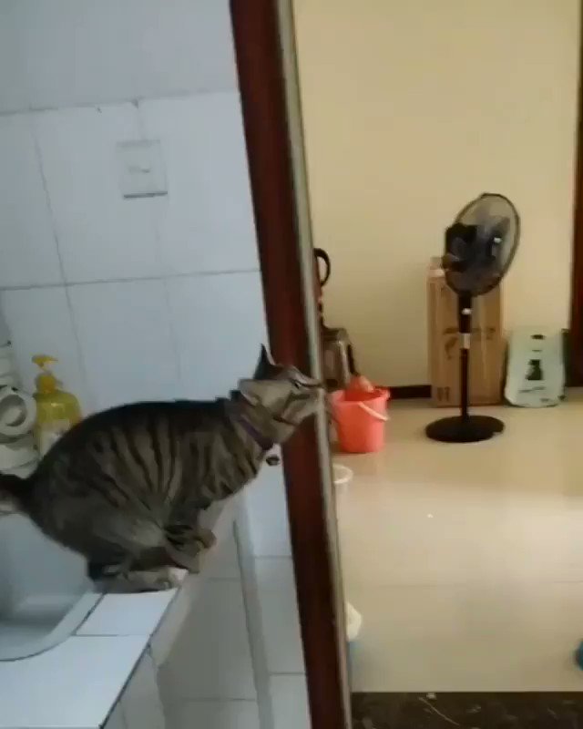 ドアの上部分で落ち着く猫！なぜこんなところで落ち着けるのか？