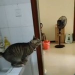 ドアの上部分で落ち着く猫!なぜこんなところで落ち着けるのか？