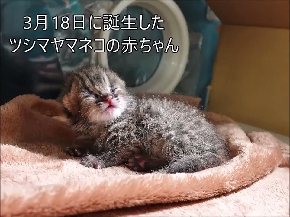 公式 横浜市立よこはま動物園 ズーラシア 3月18日に生まれた ツシマヤマネコ の 赤ちゃん は 本日で全長25cm 体重1gにまで成長しました まだ目は開いていません ミルクをよく飲み 満足してすやすや ズーラシア Zoorasia 公式 横浜市立よこはま動物園 ズーラシア 3月18日に生まれた ツシマヤマネコ の 赤ちゃん は 本日で全長25cm 体重1gにまで成長しました まだ目は開いていません ミルクをよく飲み 満足してすやすや ズーラシア Zoorasia