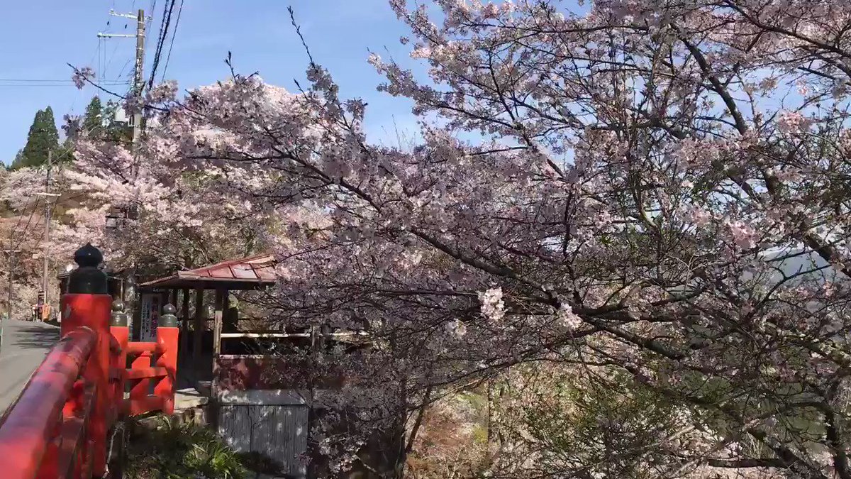 吉野山一目千本桜 吉野神宮 Togetter 吉野山一目千本桜 吉野神宮 Togetter