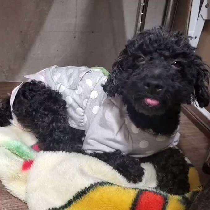 保護犬カフェ立川店のtwitterイラスト検索結果