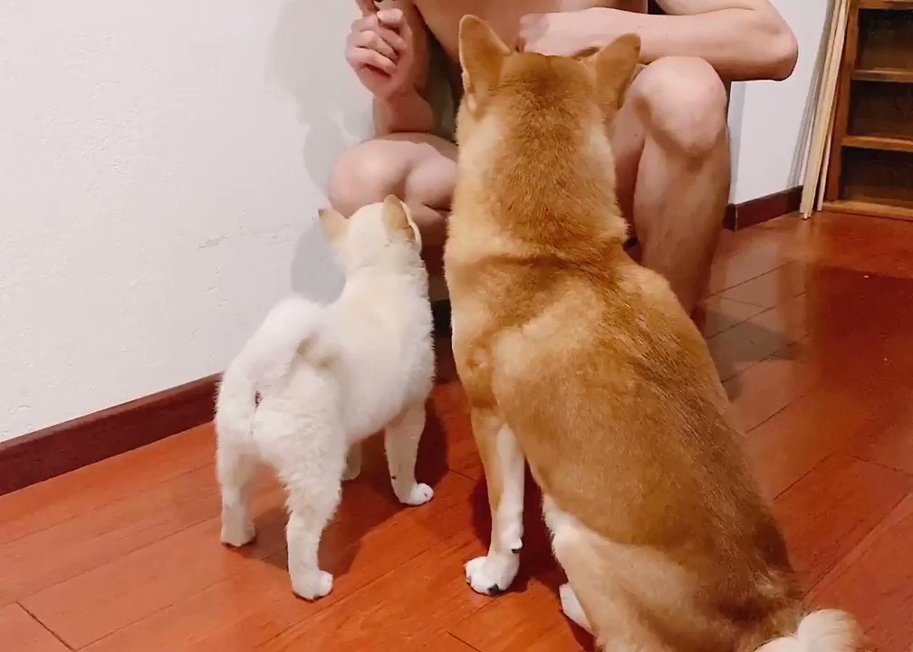 古参のイッヌが 新参のイッヌにお座りを教える My Pup Teaching The New One To Sit Reddit Com R Aww Comments 優しく教えてあげてて可愛い 名前は 年糕 餅 と毛豆 大豆 だって 話題の画像がわかるサイト 古参のイッヌが 新参のイッヌにお座りを教える My Pup Teaching The New One To Sit Reddit Com R Aww Comments 優しく教えてあげてて可愛い 名前は 年糕 餅 と毛豆 大豆 だって 話題の画像がわかるサイト