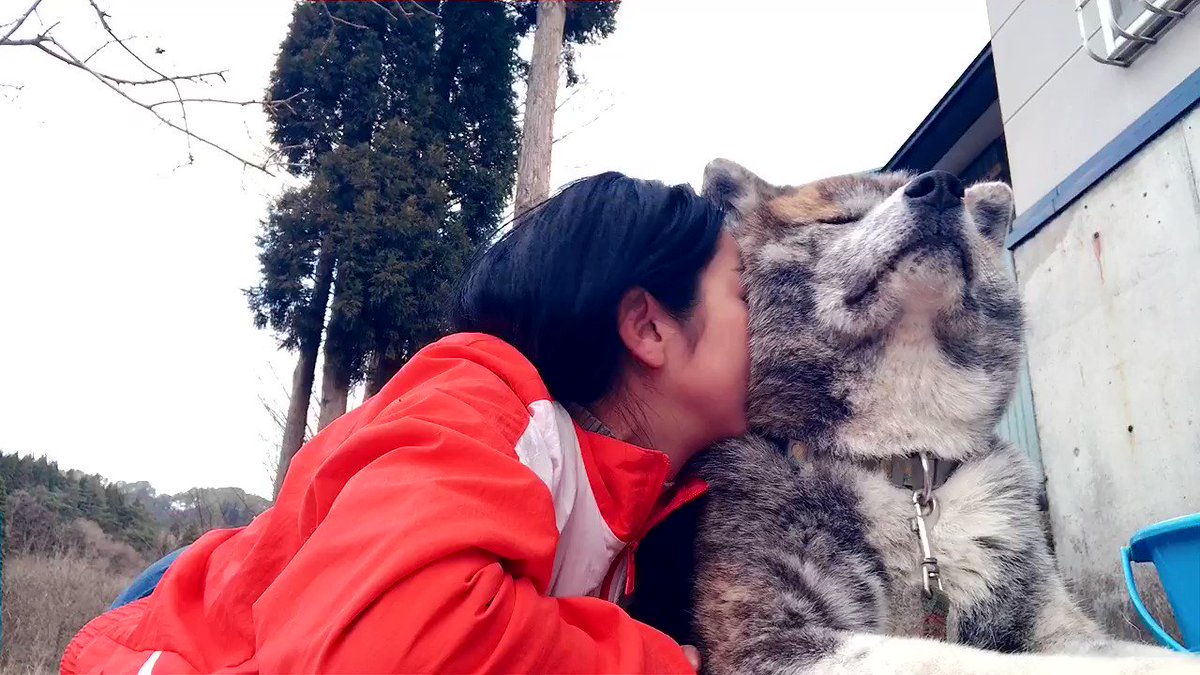 飼い主に吸われているときの犬を撮影したら 無 の表情で遠くを見つめる秋田犬がかわいい ねとらぼ
