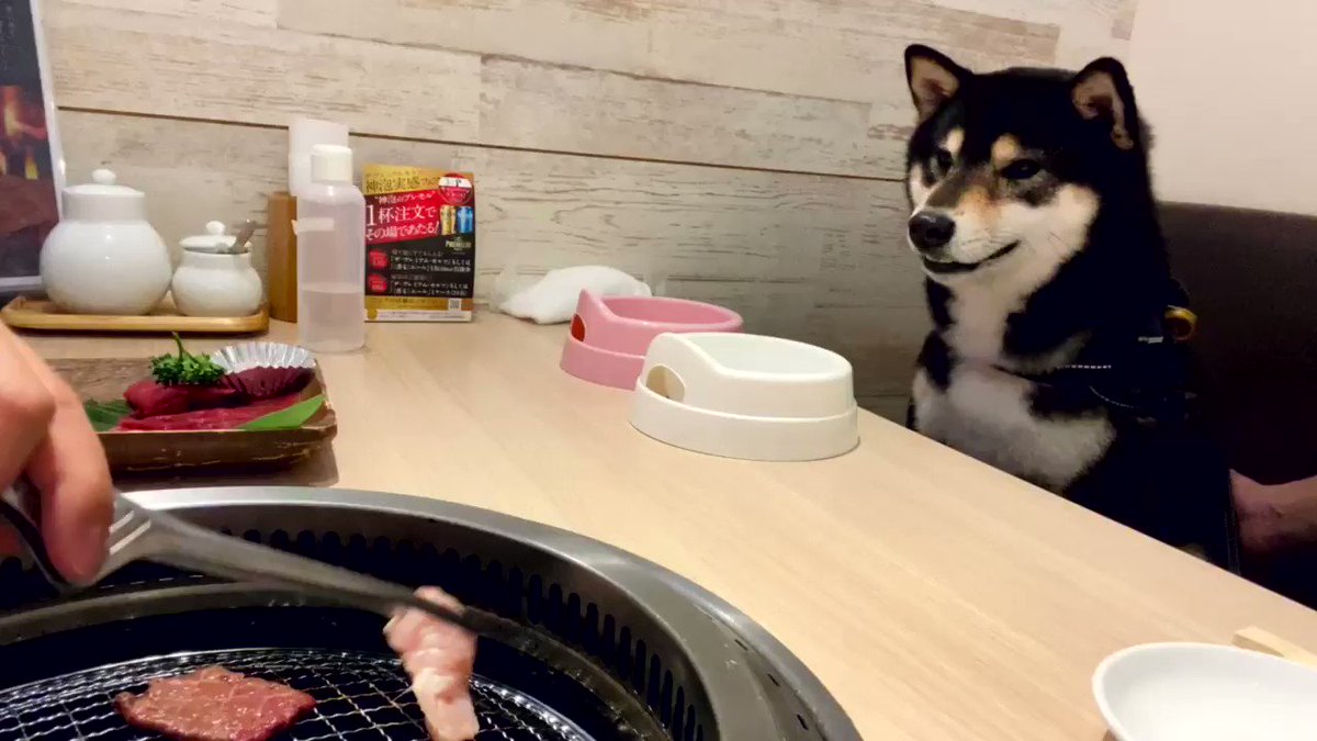 ここどこ 戸惑い気味の黒柴さんが犬用焼肉を前にニッコリ笑顔に わんちゃんと行ける焼肉屋さん素敵 Togetter ここどこ 戸惑い気味の黒柴さんが犬用焼肉を前にニッコリ笑顔に わんちゃんと行ける焼肉屋さん素敵 Togetter
