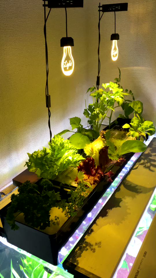 観葉植物を水槽で育てるハイドロカルチャーとは やり方とオススメの観葉植物 Aquarium Library