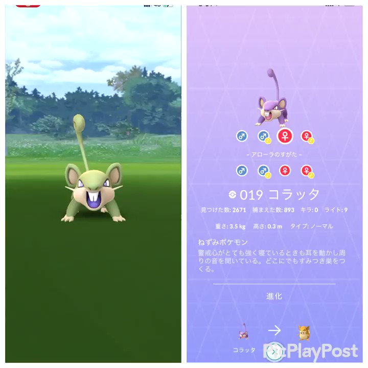 ポケモンgo コラッタ アローラ の色違い 入手方法と実装状況 攻略大百科 ポケモンgo コラッタ アローラ の色違い 入手方法と実装状況 攻略大百科