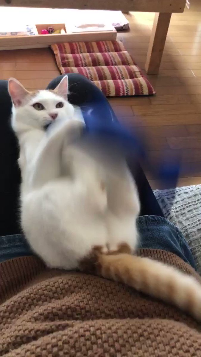 ノイ 拾い猫 令和2年冬生まれ サメの蹴りぐるみを気に入ってくれたノイたそ 正しい遊び方なんだろうけど面白くて笑いがこらえられないww ノイ 拾い猫 令和2年冬生まれ サメの蹴りぐるみを気に入ってくれたノイたそ 正しい遊び方なんだろうけど面白くて笑いがこらえられないww