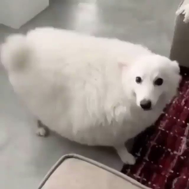 ついふぁん 愚鈍さんの人気ツイート