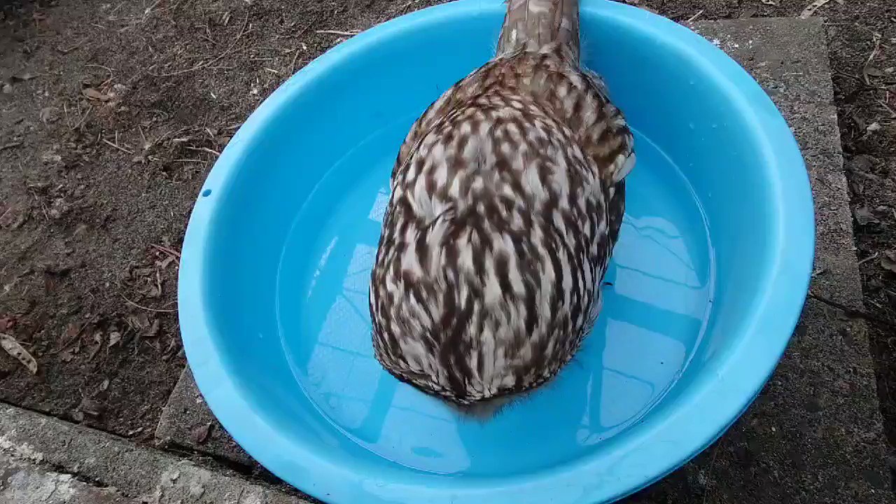 新アカウントへ引越し中 おびひろ動物園 エゾフクロウがただ水を飲んでるだけの動画 おびひろ動物園 Obihirozoo エゾフクロウ Hokkaidouralowl T Co Oxdtjuynoy Twitter