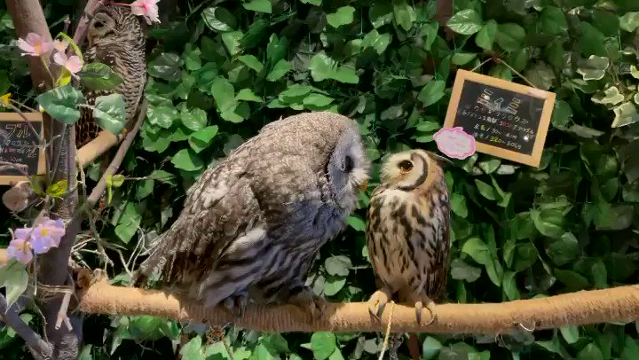 ふくろうカフェ楽園 公式 ウサギフクロウのミィミちゃんへ羽繕いを試みるも拒否されるバームちゃん ふくろうカフェ楽園 ふくろうカフェ楽園 ふくろうカフェ フクロウカフェ Cafe カフェ 群馬カフェ アニマルカフェ ふくろう フクロウ Owl