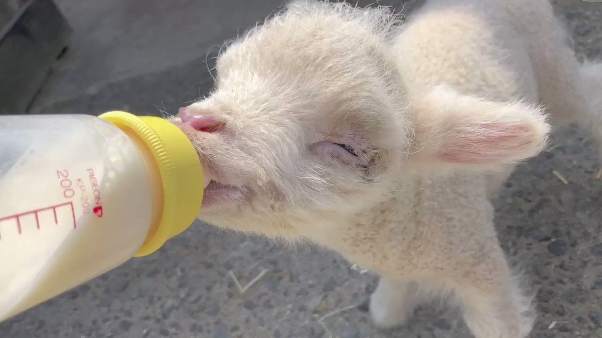 「ひつじの赤ちゃんがミルクを飲む動画」最高に癒される