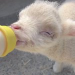 「ひつじの赤ちゃんがミルクを飲む動画」最高に癒される