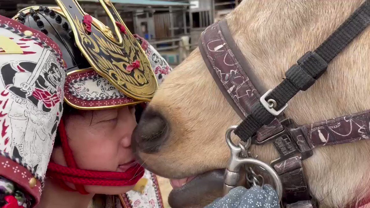 大鎧などを身につけた人間を見ると 様子の違いからビビる馬もいます 特に新馬は 新馬の 天つ風 は大鎧武者を見つけて寄って行ってこの始末 大好きなんだね 大鎧武者が 紅葉台木曽馬牧場 話題の画像がわかるサイト