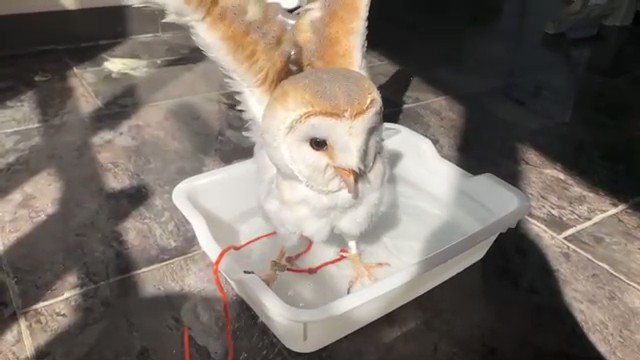 メンフクロウのtwitterイラスト検索結果