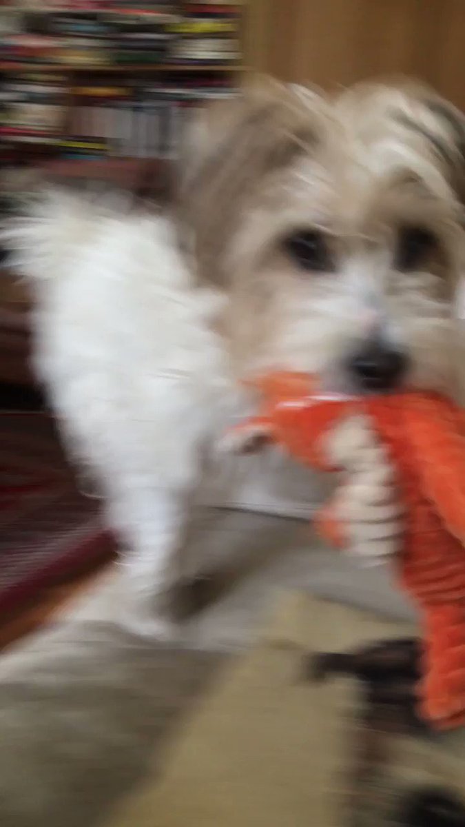 Attack Of The Killer Muppet. Watch for the moment IT lunges, fangs drooling.... https://t.co/oKgFuS654Q