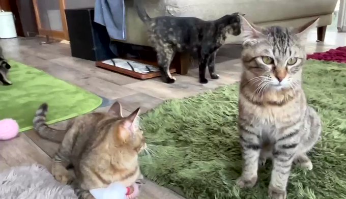 保護猫カフェ駒猫のtwitterイラスト検索結果 保護猫カフェ駒猫のtwitterイラスト検索結果