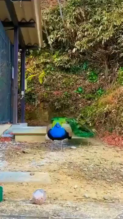 RT @amazingdiary: Peacock displaying its feathers https://t.co/KtbuvUKzS9