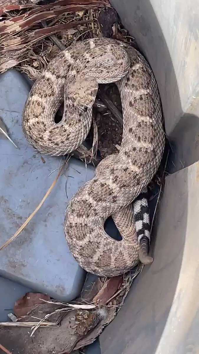 Ah yes. Spring & rattlesnakes out. Dog barking & birds scarce in backyard. Found critter out back door next to dog run (it’s covered w/ snake wire). Captured (I’m trained) & took way out in desert. Neat specimen w/ healthy rattle. Don’t do w/out snake training & upmost caution. https://t.co/dgvNjovOFl
